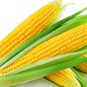 玉米现货市场分析