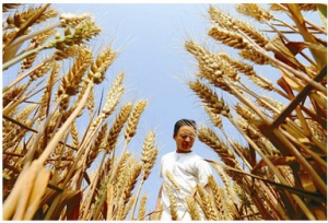 湖南粮食减产2.7%原因分析