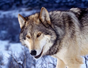 领导力的狼性法则：你够“狼”还是够“娘”？