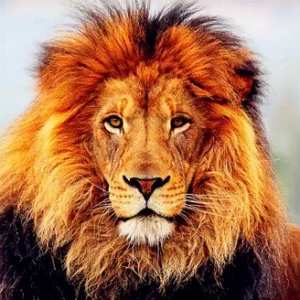 你若是狮子，何须炫耀！