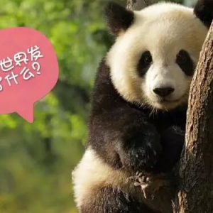 大熊猫：我被降级了，你们还爱我吗？